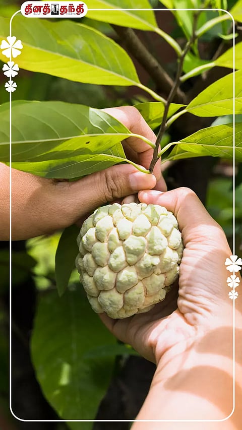 தூக்கம் வராமல் அவதியா? தூங்குவதற்குமுன் இந்த பழத்தை சாப்பிடுங்க.!!