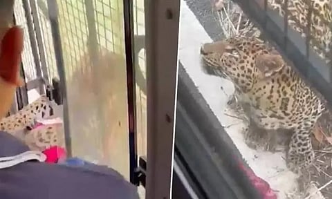 கர்நாடகா: சிறுத்தை தாக்கி பெண் படுகாயம் - வனப்பகுதியில் பஸ்சில் சென்றபோது விபரீதம்