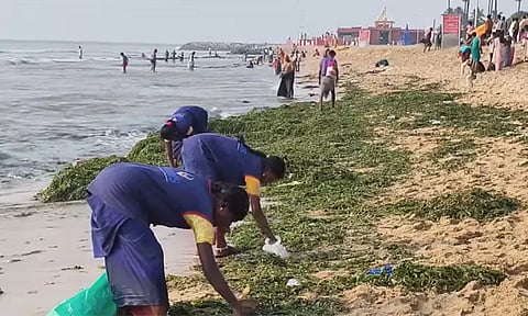 திருச்செந்தூர் கடற்கரையில் அதிகளவில் கரை ஒதுங்கிய கடல் பாசிகள் - அகற்றும் பணி தீவிரம்
