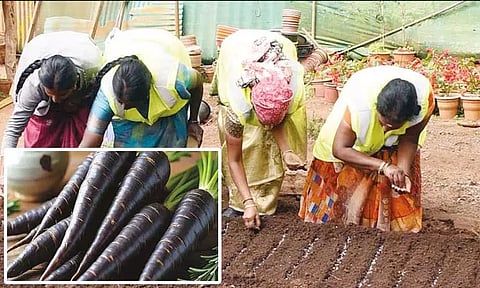 நீலகிரியில் அறிமுகமாகும் 'கருப்பு கேரட்' - சோதனை முறையில் சாகுபடி