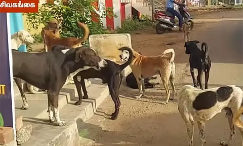 சிவகங்கையில் வட்டாட்சியரை கடித்து குதறிய தெருநாய் - அதிகாரிகளுக்கு நோட்டீஸ்
