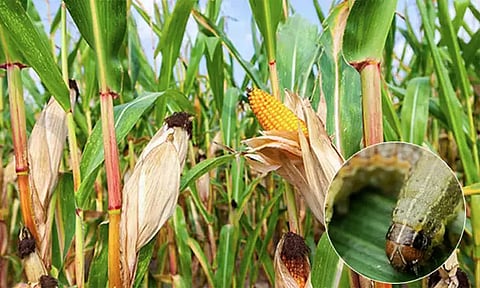 மக்காச்சோள பயிரில் அமெரிக்கன் படைப்புழு தாக்குதலை தடுப்பது எப்படி? வேளாண்மை அதிகாரி விளக்கம்