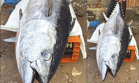 மீனவர்கள் வலையில் சிக்கிய அரிய வகை மீன் - 112 கிலோ எடை கொண்டது