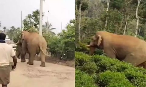 குடியிருப்பு பகுதிக்குள் புகுந்த ‘கட்டைக் கொம்பன்’ காட்டு யானை - நீலகிரியில் பரபரப்பு