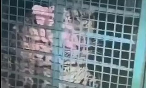 பொள்ளாச்சி அருகே வனத்துறையினருக்கு போக்கு காட்டி வந்த சிறுத்தை சிக்கியது