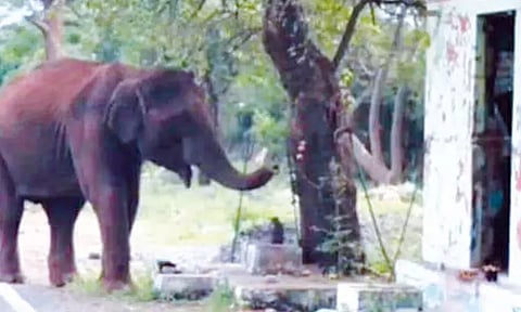 விநாயகரை வணங்கி சென்ற காட்டு யானை