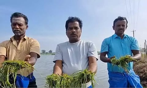 நாகையில் திடீர் கனமழை: தாளடி பயிர்கள் நீரில் மூழ்கியதால் விவசாயிகள் வேதனை