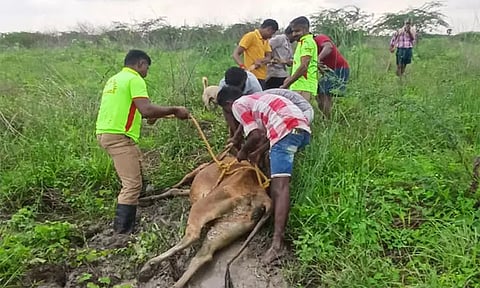 குட்டை சகதியில் சிக்கித்தவித்த சினைப்பசு மாடு மீட்பு: தீயணைப்பு வீரர்களுக்கு மக்கள் பாராட்டு