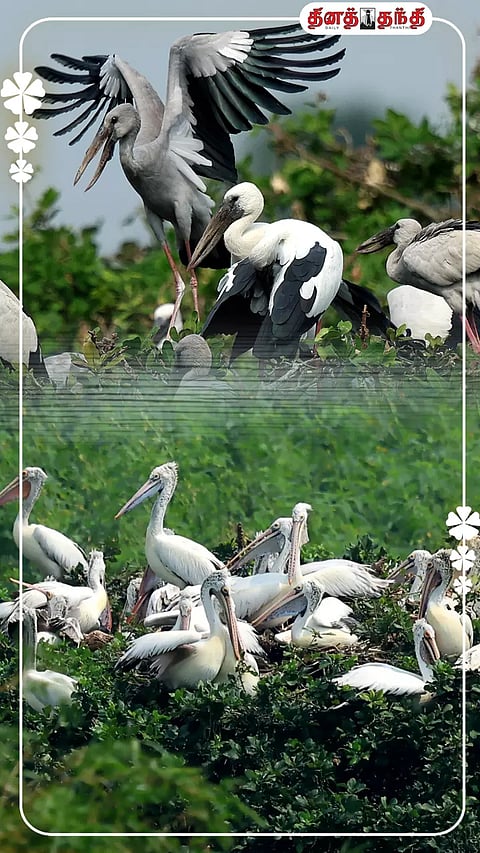 கடல் கடந்து வந்து வேடந்தாங்கலில் குவிந்துள்ள வெளிநாட்டு பறவைகளின் புகைப்படங்கள்!