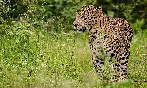 கற்களை வீசி சிறுத்தையை விரட்டிய 11 வயது சிறுவன் - உயிரை காப்பாற்றிய புத்தகப்பை