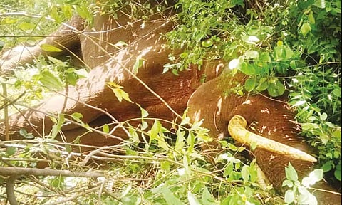 கோவை: வனப்பகுதியில் இறந்து கிடந்த காட்டு யானை