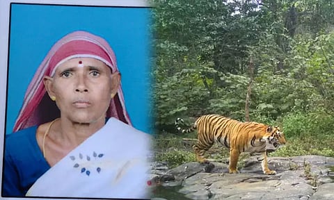 புலி தாக்கியதில் பழங்குடியின பெண் பலி: ஆடு மேய்க்க சென்றபோது நேர்ந்த சோகம்