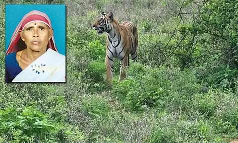 ஊட்டி: ஆடு மேய்த்துக் கொண்டிருந்த பெண்ணை கொன்ற புலியை தேடும் பணி தீவிரம்