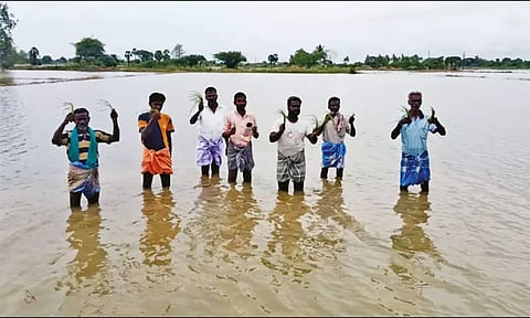 கொட்டித்தீர்த்த கனமழை: திருவாரூரில் 20,000 ஏக்கர் சம்பா, தாளடி பயிர்கள் சேதம்