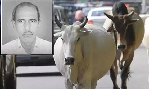 சென்னையில் மாடு முட்டி முதியவர் உயிரிழப்பு