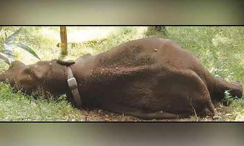 கோவை: தண்ணீர் குடிக்க சென்ற ‘ரோலக்ஸ்’ காட்டு யானை உயிரிழப்பு