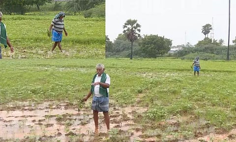 நெல்லையில் தொடர் மழை: உளுந்து பயிர்கள் நீரில் மூழ்கி சேதம் - விவசாயிகள் வேதனை