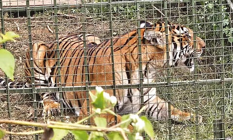 நீலகிரி: கால்நடைகளை கொன்று அட்டகாசம் செய்த புலி, கூண்டில் சிக்கியது