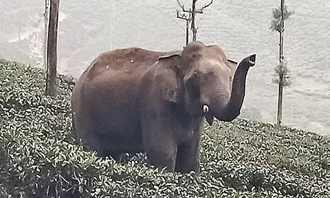 வால்பாறை: தேயிலை தோட்டத்தில் புகுந்த காட்டு யானை