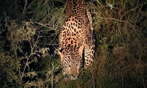 வீட்டில் உறங்கிக்கொண்டிருந்த பச்சிளம் குழந்தையை கடித்துக்கொன்ற சிறுத்தை