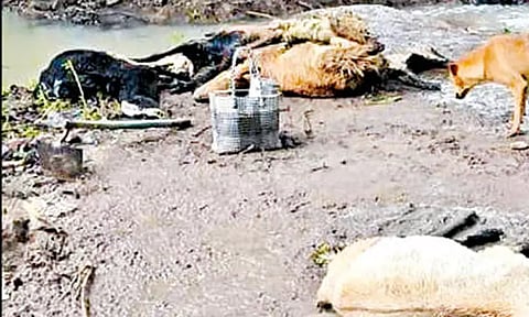 ஒரத்தநாடு அருகே கன மழை; 38 ஆடுகள் சாவு