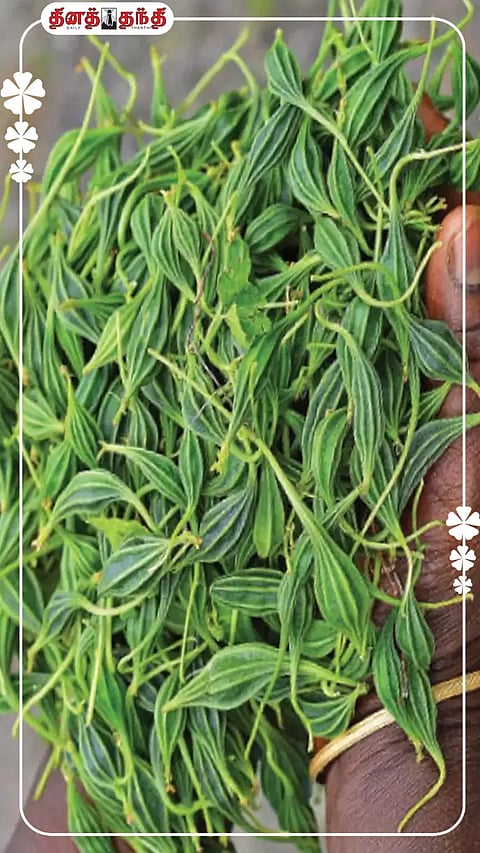 நீரிழிவு நோயை கட்டுப்படுத்தும் அதலைக்காய்.!!