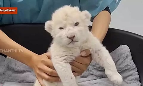 வெனிசுலா வனவிலங்கு பூங்காவில் பிறந்த அரிய வகை வெள்ளை சிங்கக்குட்டிகள்