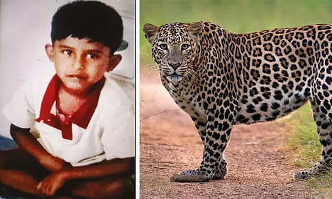 வால்பாறையில் 5 வயது சிறுவனை கவ்விச்சென்று கொன்ற சிறுத்தை-வனப்பகுதியில் உடல் மீட்பு