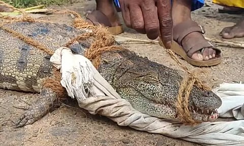 சிதம்பரம்: மீனுக்கு விரித்த வலையில் முதலைக்குட்டி சிக்கியதால் பரபரப்பு