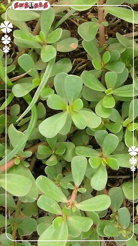 மண்ணின் பொக்கிஷம் "பருப்பு கீரை" இவ்வளவு நல்லதா?