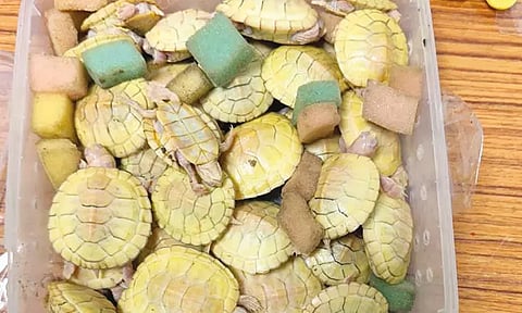 திருச்சி விமான நிலையத்தில் அரியவகை ஆமைகள் பறிமுதல்