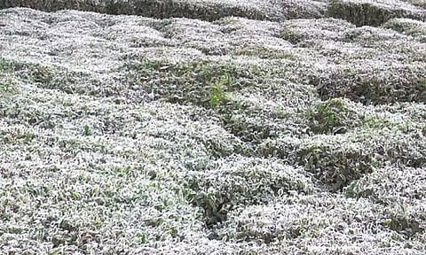 குன்னூரில் உறை பனிப்பொழிவு: தேயிலை செடிகள் கருகும் அபாயம்