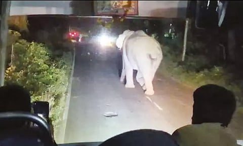 கூடலூர்-மைசூரு தேசிய நெடுஞ்சாலையில் வாகனங்களை வழிமறித்த காட்டு யானை