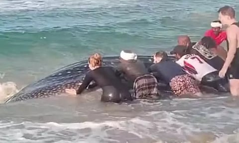 கேரளாவில் கரை ஒதுங்கிய ராட்சத திமிங்கலம் - பொதுமக்கள் உதவியுடன் கடலுக்குள் விடப்பட்டது