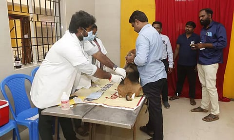 சென்னையில் இன்று 743 செல்லப் பிராணிகளுக்கு வெறிநாய்க்கடி நோய்த் தடுப்பூசி செலுத்தி, உரிமம் வழங்கப்பட்டது