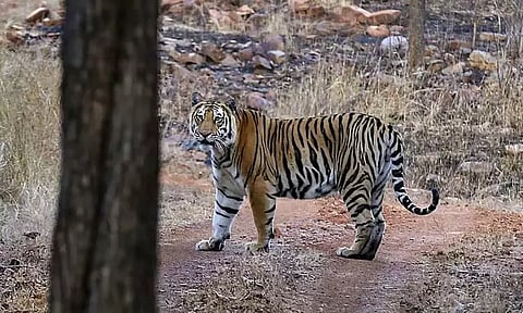 மராட்டியம்: பெண்ணை அடித்துக்கொன்ற புலி - அதிர்ச்சி சம்பவம்