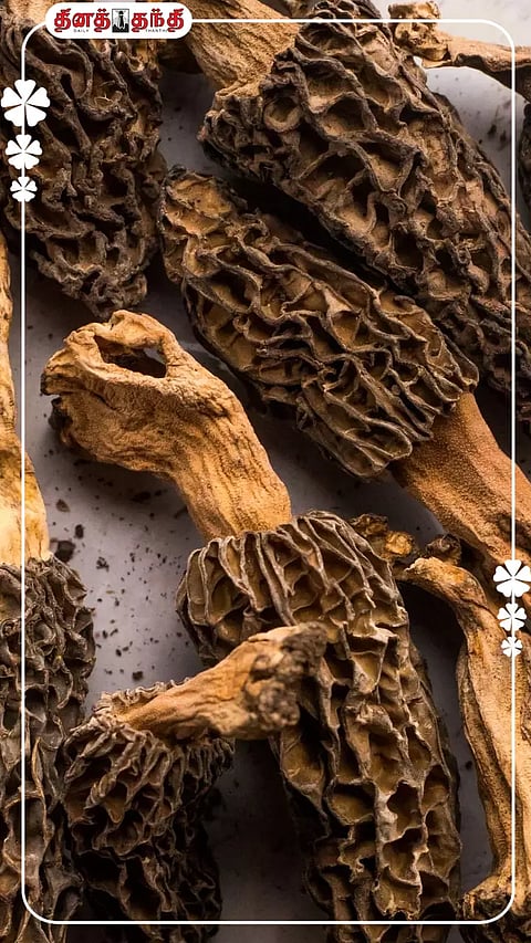 ரஷ்யா அதிபர் புதினுக்கு பரிமாறப்பட்ட குச்சி காளான்களில் இவ்வளவு நன்மைகளா?