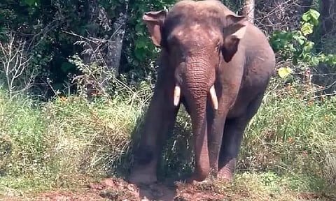 ஜார்க்கண்ட்: யானை தாக்கி ஒரே நாளில் 5 பேர் பலி