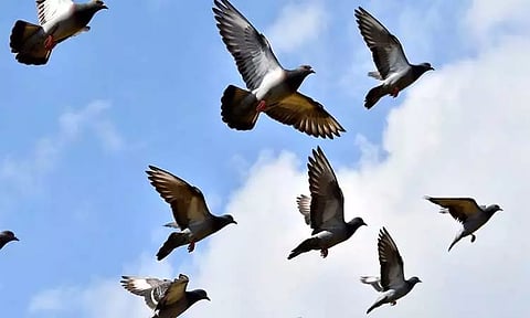 பொது இடங்களில் புறாக்களுக்கு உணவளிக்க தடை - கர்நாடக அரசு உத்தரவு