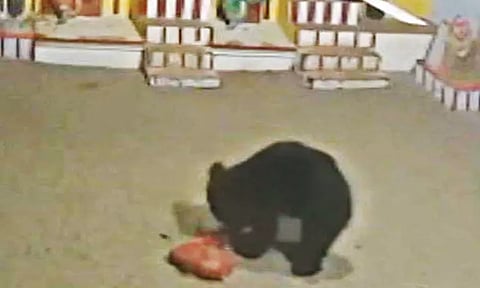 களக்காடு அருகே கோவிலுக்குள் புகுந்து உலா வந்த கரடி - மக்கள் அச்சம்