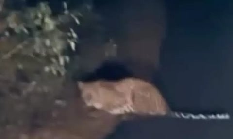 ஈரோடு: சிறுத்தை நடமாட்டத்தால் வாகன ஓட்டிகள் அச்சம்; வனத்துறையினர் எச்சரிக்கை