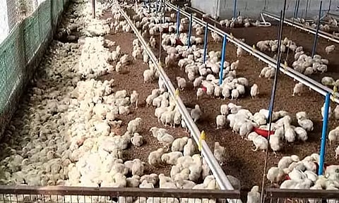 திருப்பூரில் கறிக்கோழி பண்ணை விவசாயிகள் உற்பத்தி நிறுத்த போராட்டம் அறிவிப்பு