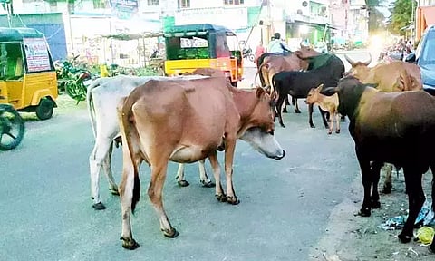 சாலையில் மாடுகளை சுற்றித்திரிய விட்டால் உரிமையாளர்களுக்கு அபராதம் - நெல்லை மாநகராட்சி