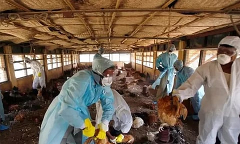 கேரளாவில் வேகமாக பரவும் பறவை காய்ச்சல்: முன்னெச்சரிக்கை நடவடிக்கைகள் தீவிரம்