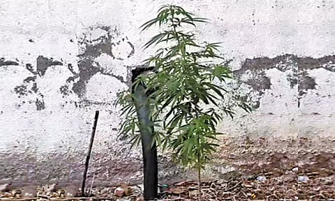 சென்னை ஸ்டான்லி மருத்துவமனை வளாகத்தில் கஞ்சா செடி இருந்ததால் பரபரப்பு