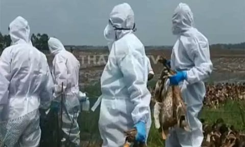 கேரளாவில் பறவைக் காய்ச்சல்; பொதுமக்கள் பீதியடைய வேண்டாம் - தமிழக சுகாதாரத்துறை அறிவுறுத்தல்