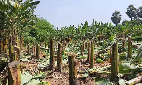 ஸ்ரீவைகுண்டத்தில் 500 வாழைகள் வெட்டி சாய்ப்பு; மர்ம நபர்களுக்கு போலீஸ் வலைவீச்சு