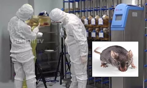 விண்வெளியில் பாலூட்டிகளின் இனப்பெருக்கம் குறித்து ஆய்வு - எலிகளை அனுப்பி சீன விஞ்ஞானிகள் சோதனை