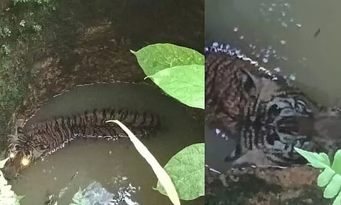 கிணற்றுக்குள் விழுந்த புலி: மயக்க ஊசி செலுத்தி பிடித்த வனத்துறை