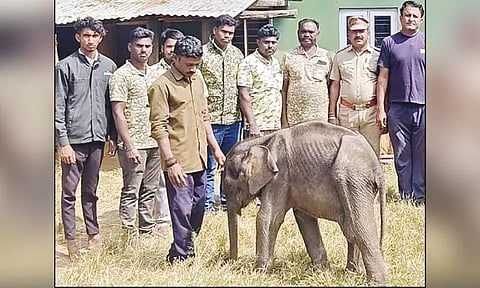 தாயுடன் சேர முடியாமல் தவித்த 6 மாத குட்டி யானை முதுமலை காப்பகத்திற்கு அனுப்பி வைப்பு